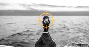 Don't need Cyber Essentials ? You're a sitting Duck!