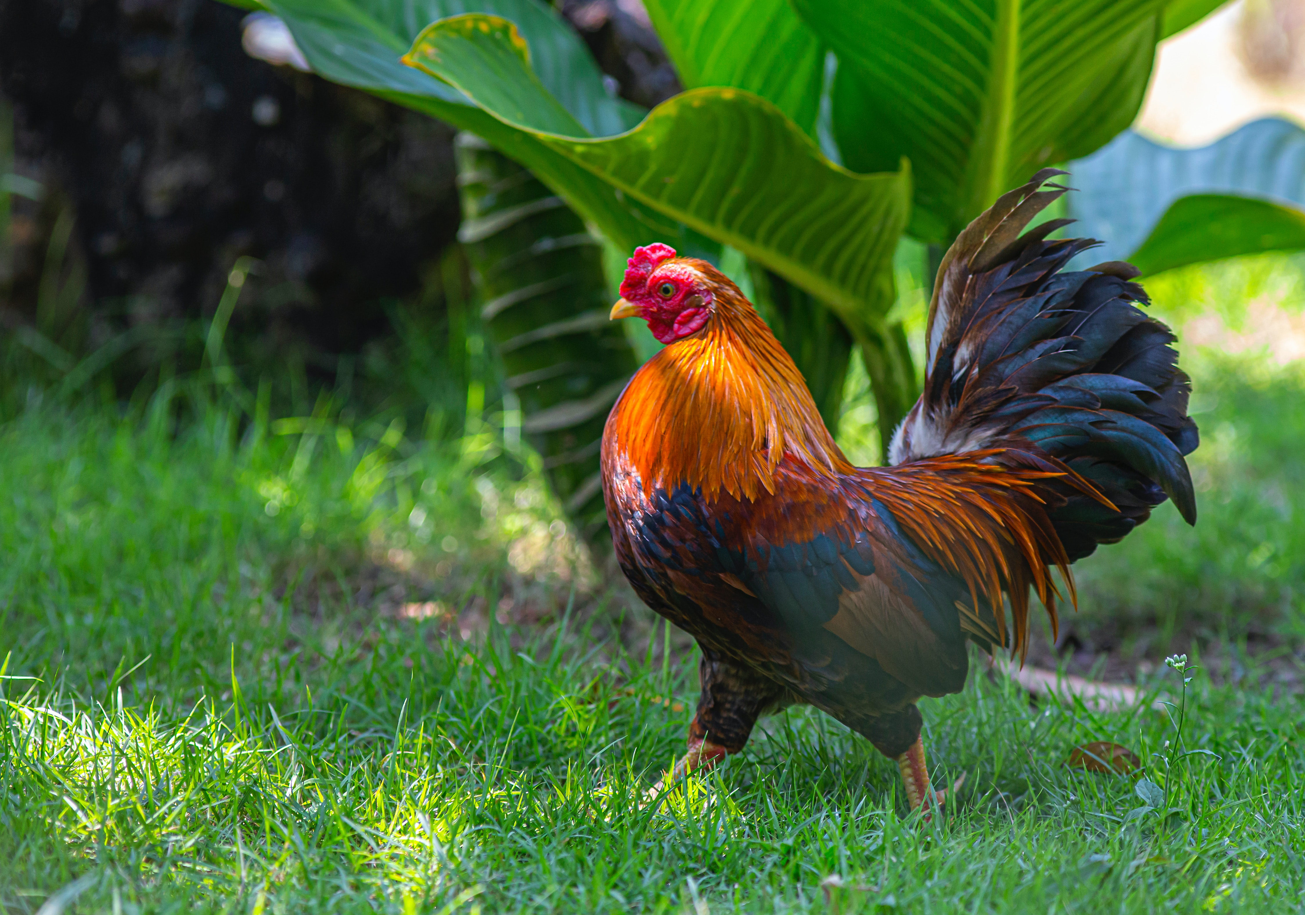 What is Penetration Testing and why is it like catching chickens?